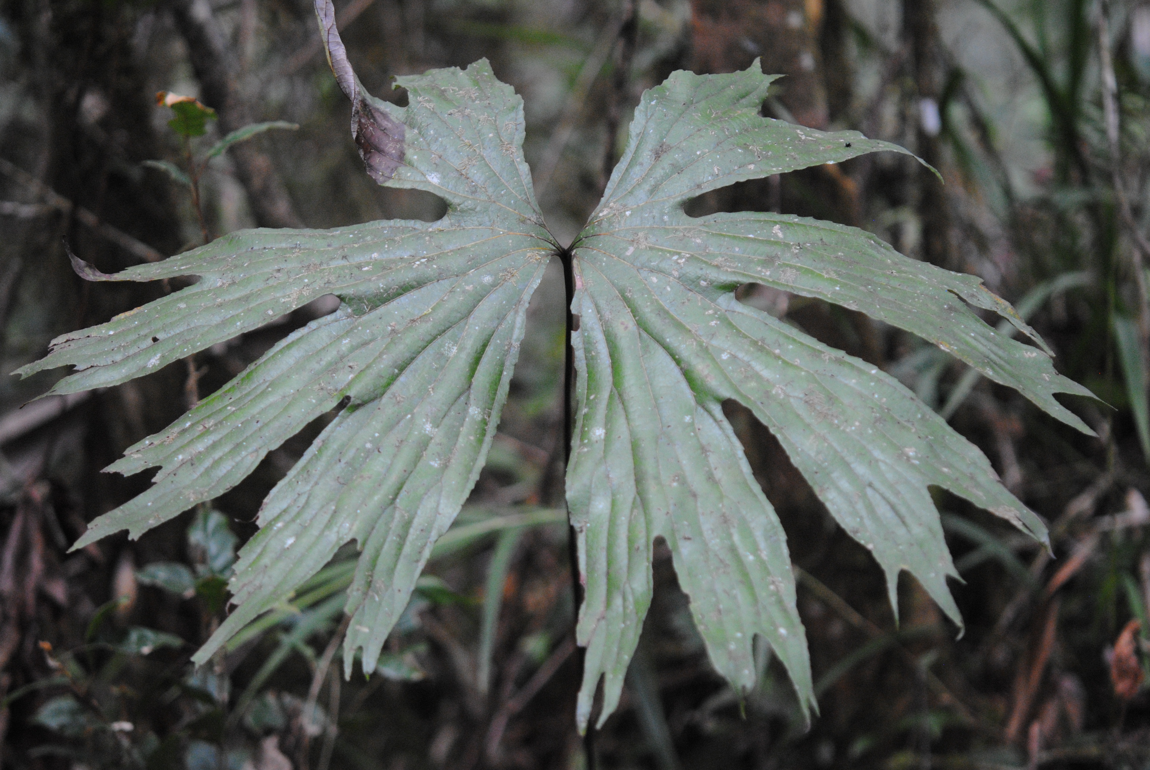 Dipteris conjugata