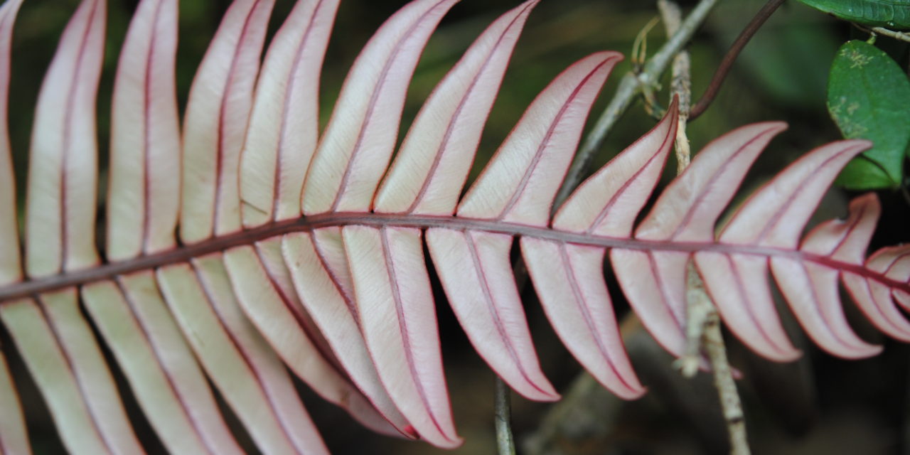 Austroblechnum keysseri