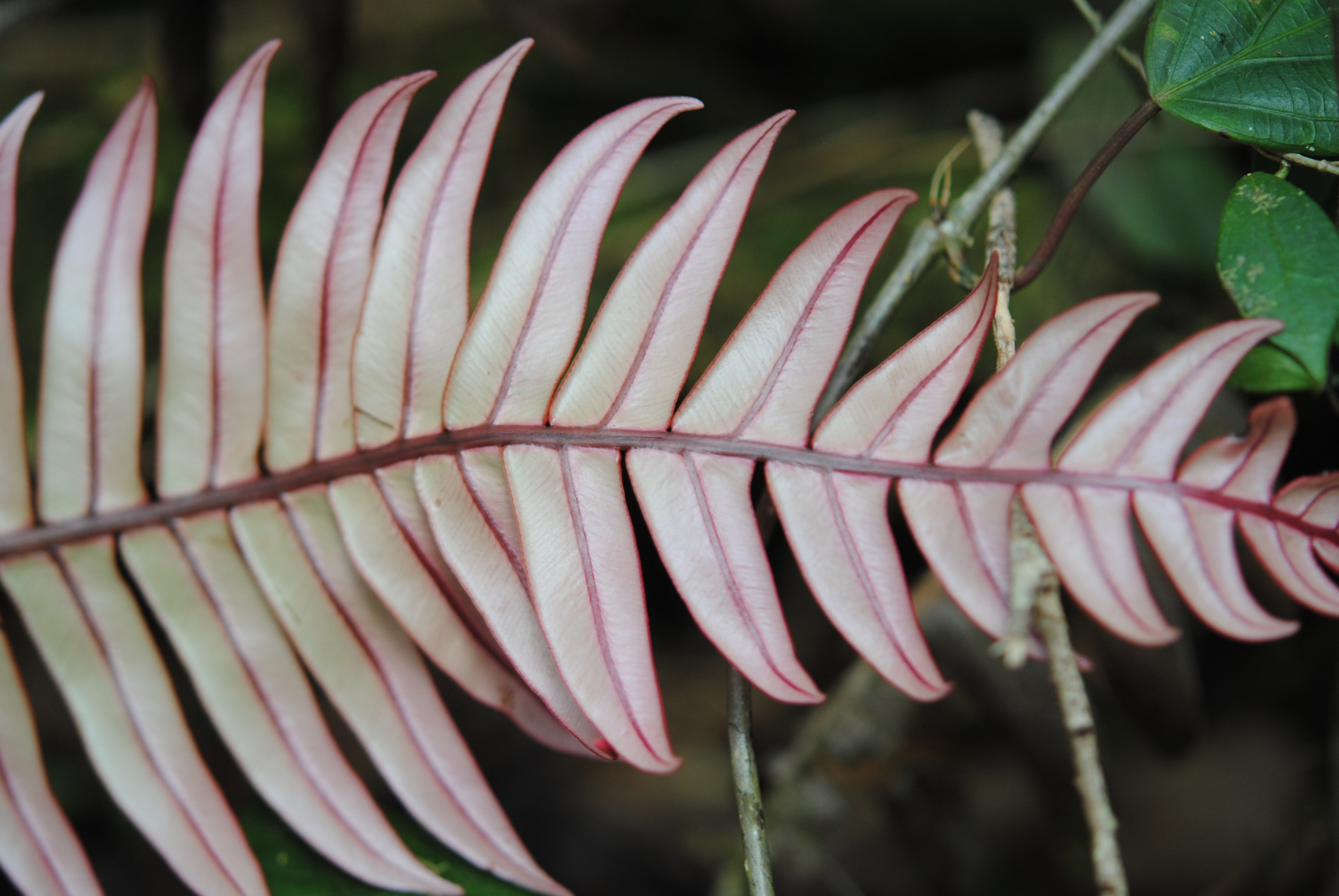 Austroblechnum keysseri