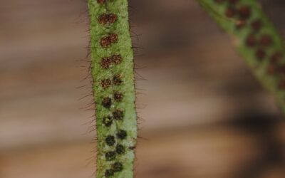 Radiogrammitis cf tuberculata