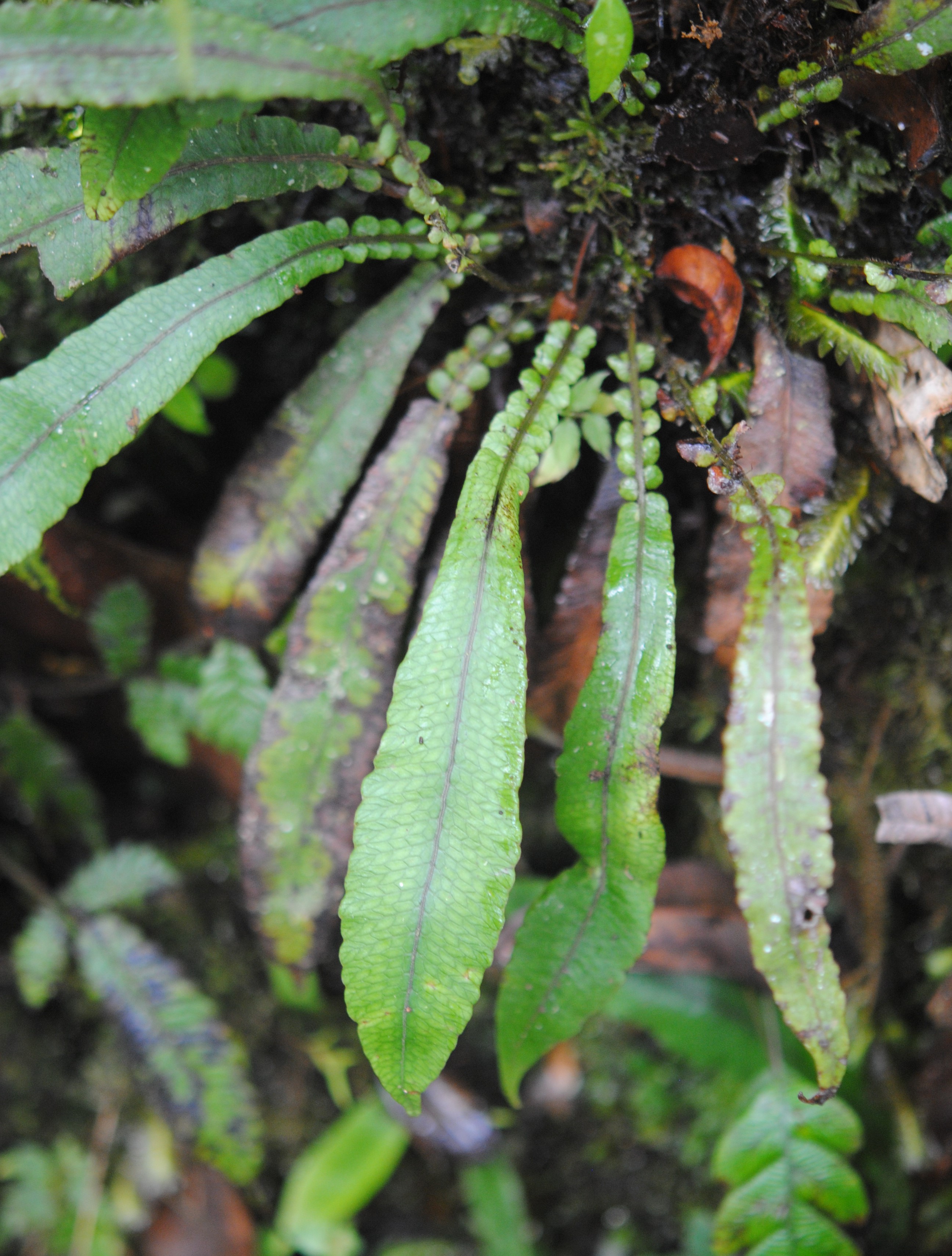 Pronephrium womersleyii