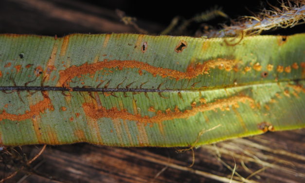 Oleandra sibaldii