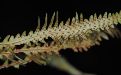 Oreogrammitis longiceps x O. sumatrana