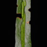 Ophioderma pendula