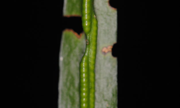 Ophioderma pendula