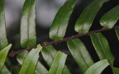 Parablechnum hieronymii