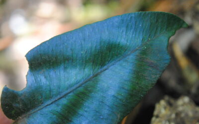 Diplazium cordifolium