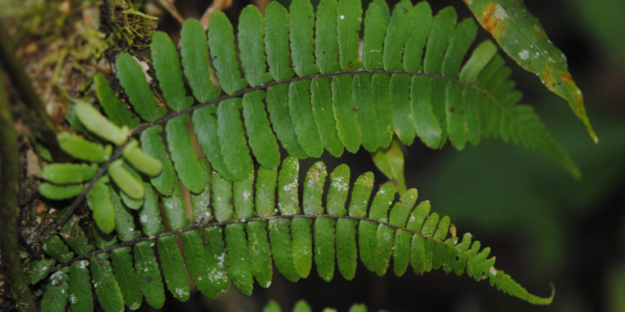 Arthropteris articulata