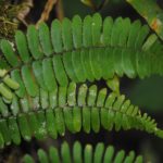 Arthropteris articulata