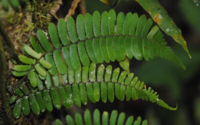 Arthropteris articulata