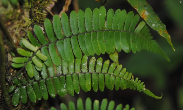 Arthropteris articulata