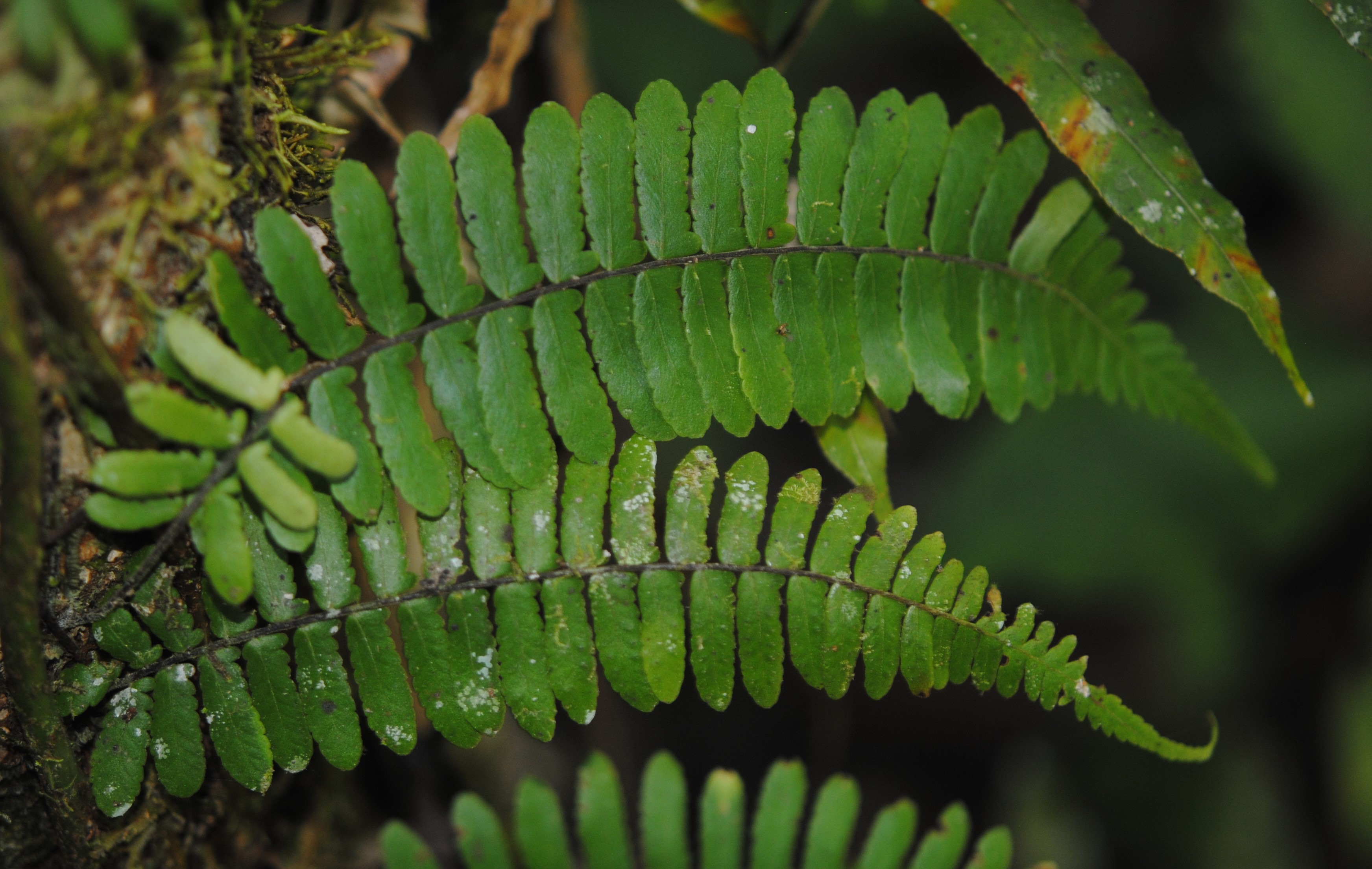 Arthropteris articulata