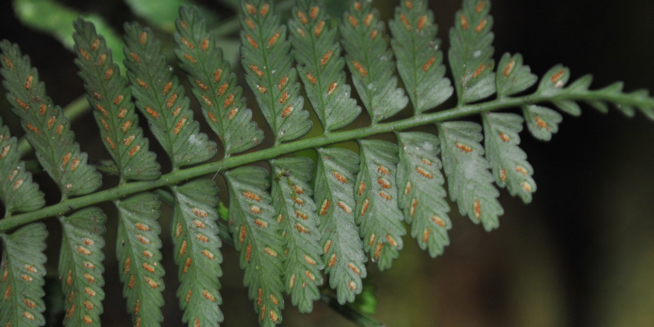 Asplenium tenerum