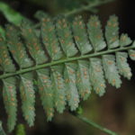 Asplenium tenerum