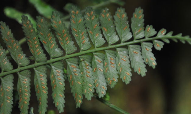 Asplenium tenerum