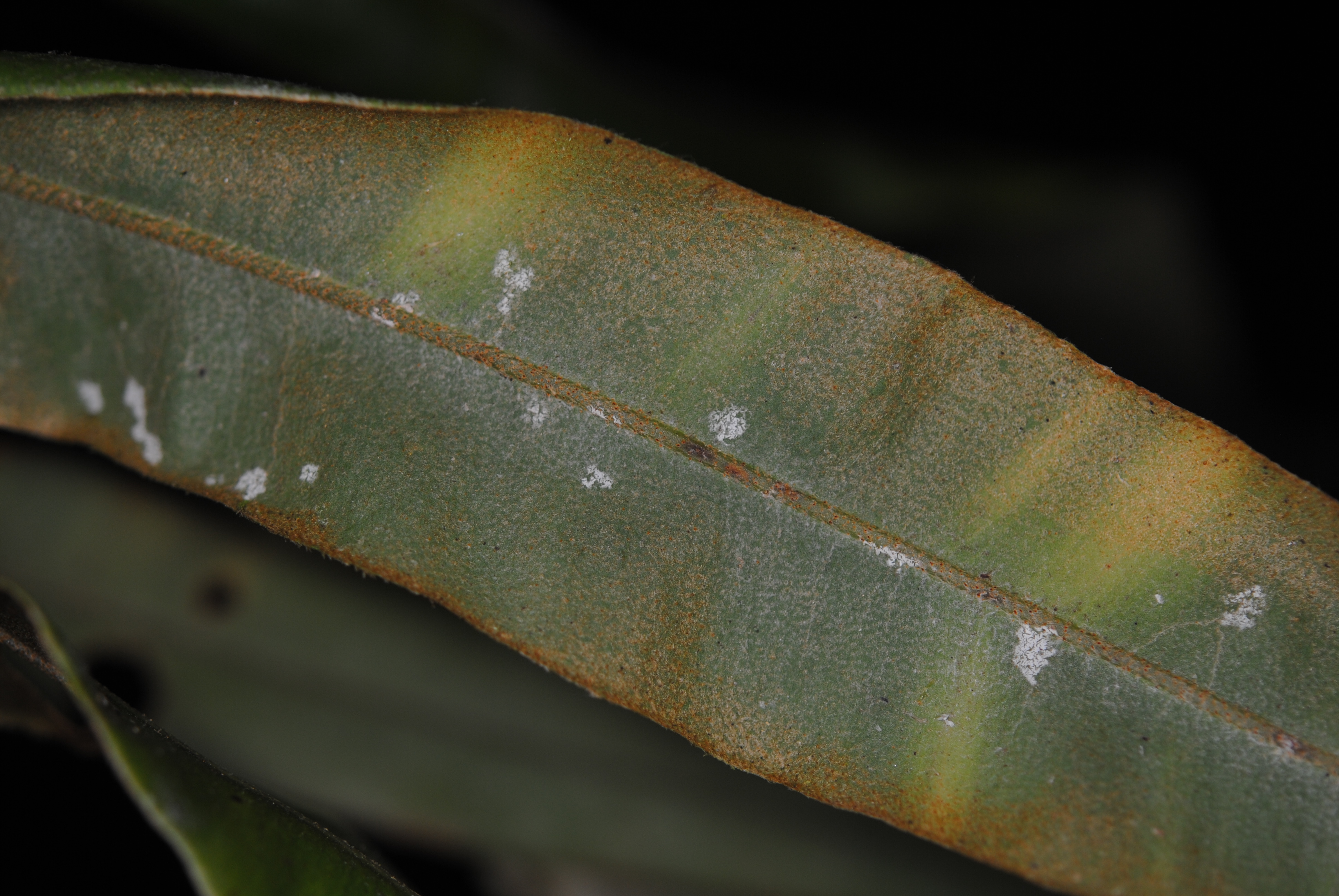 Elaphoglossum cuspidatum