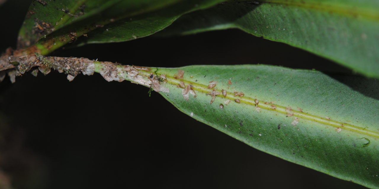 Elaphoglossum tonduzii