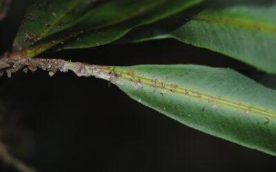 Elaphoglossum tonduzii