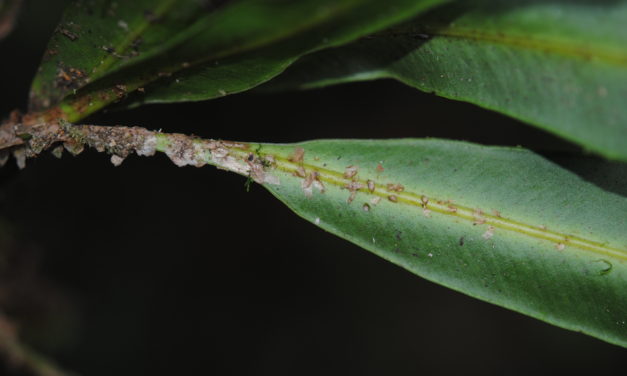 Elaphoglossum tonduzii