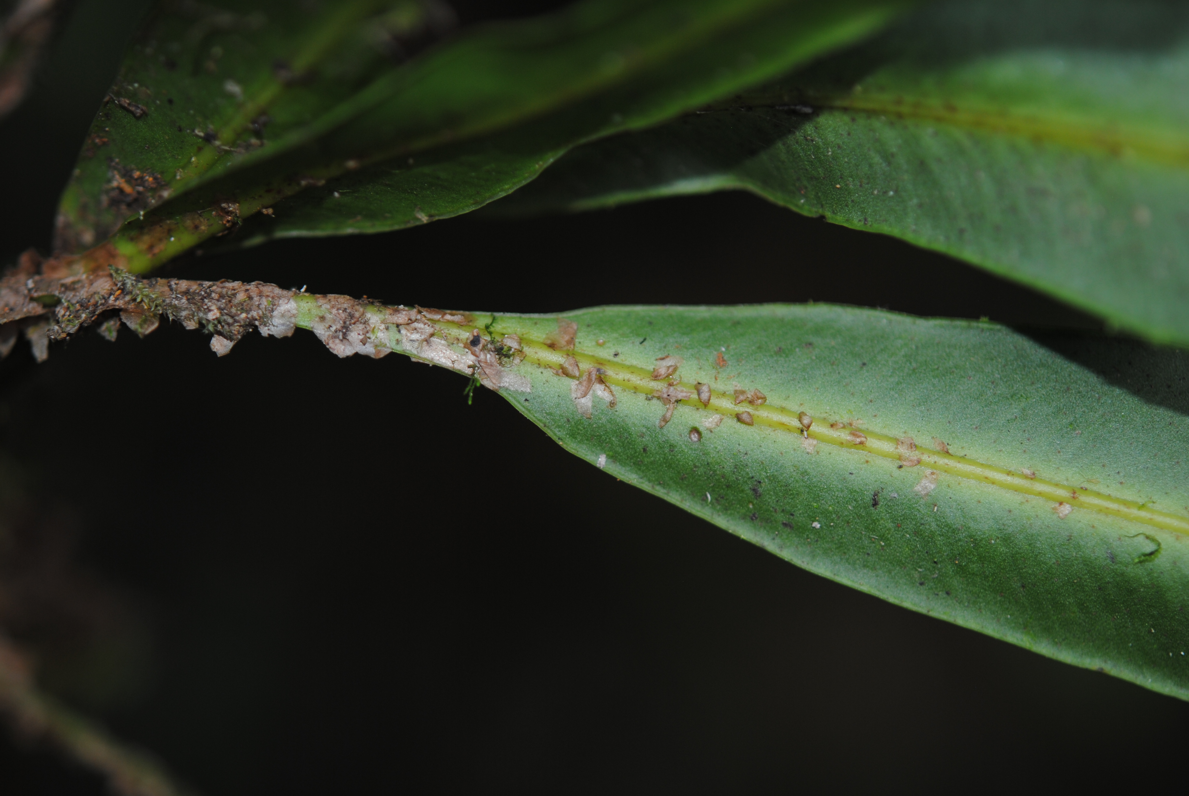 Elaphoglossum tonduzii