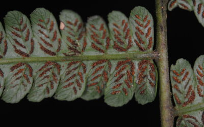 Diplazium stratastrum