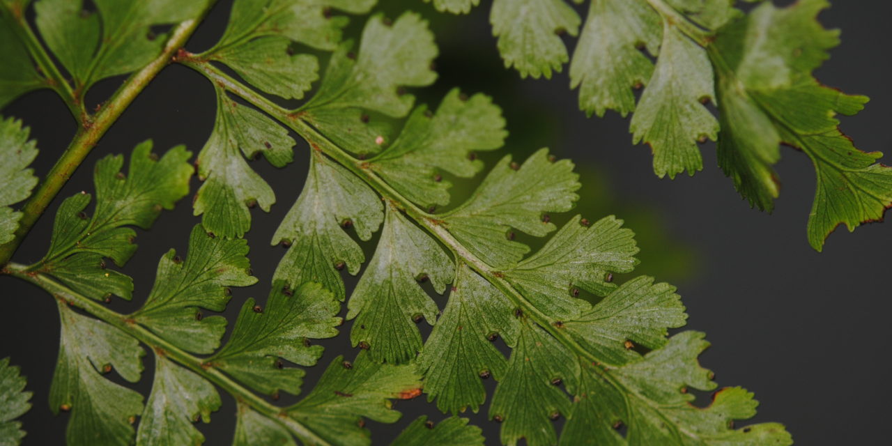 Mucura bipinnata