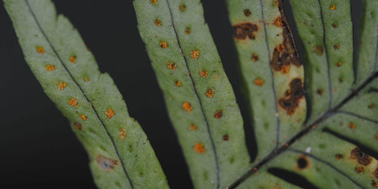 Polypodium dulce