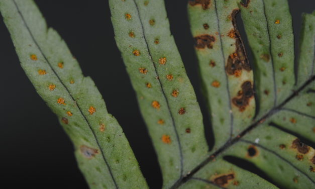 Polypodium dulce