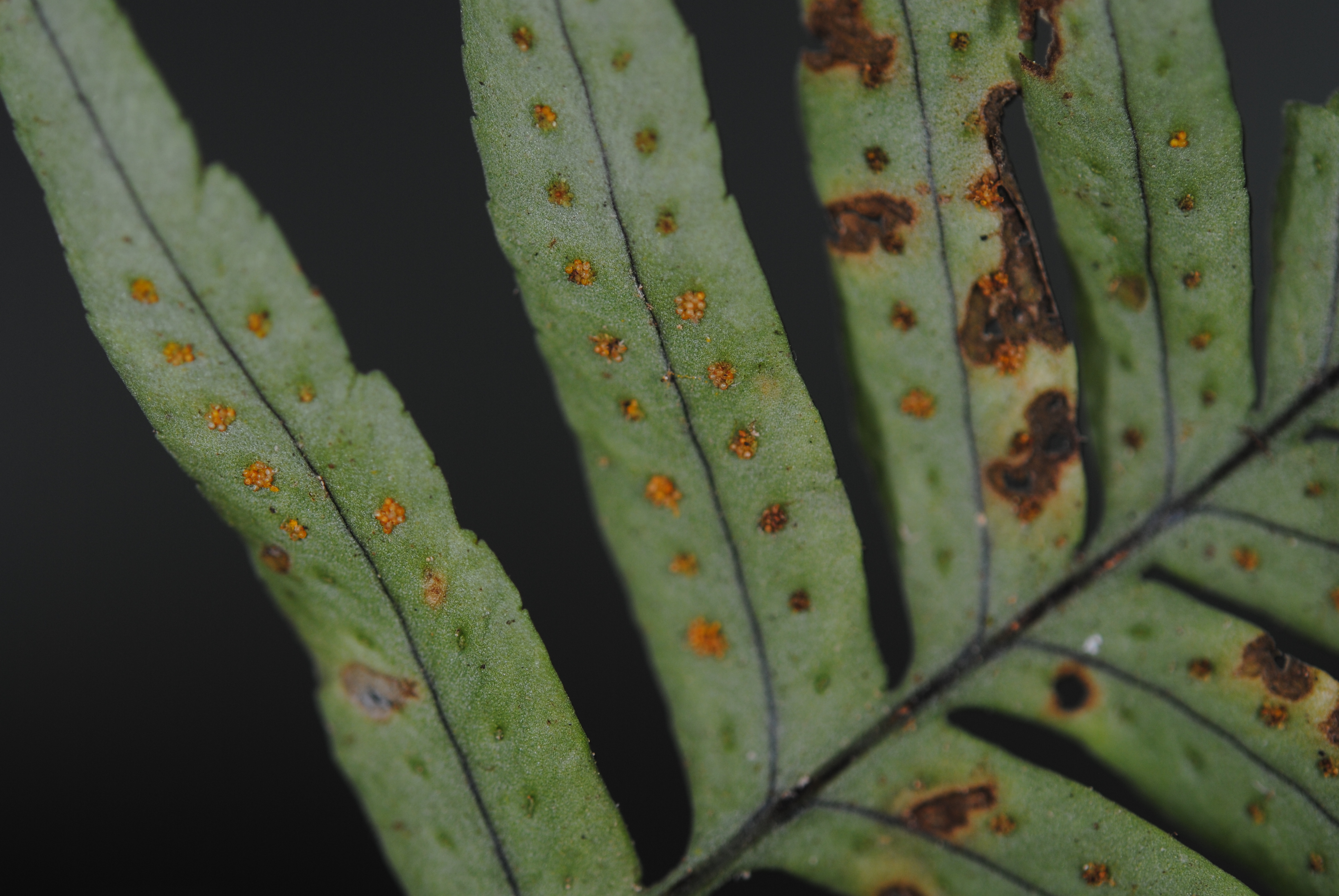 Polypodium dulce