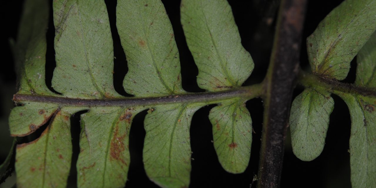 Dennstaedtia coronata