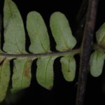 Dennstaedtia coronata