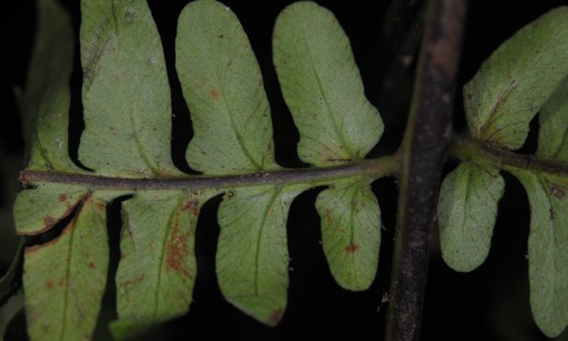 Dennstaedtia coronata