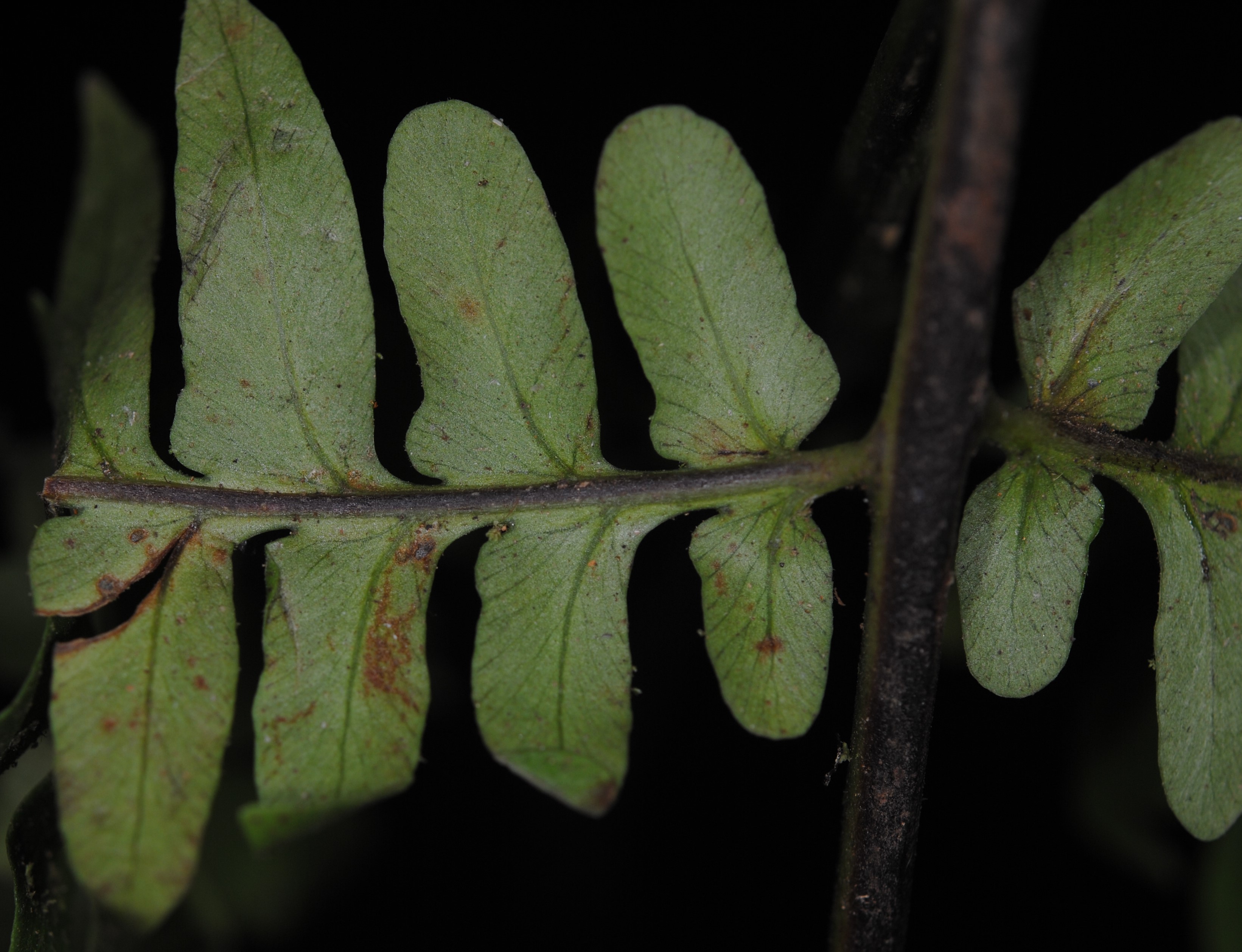 Dennstaedtia coronata