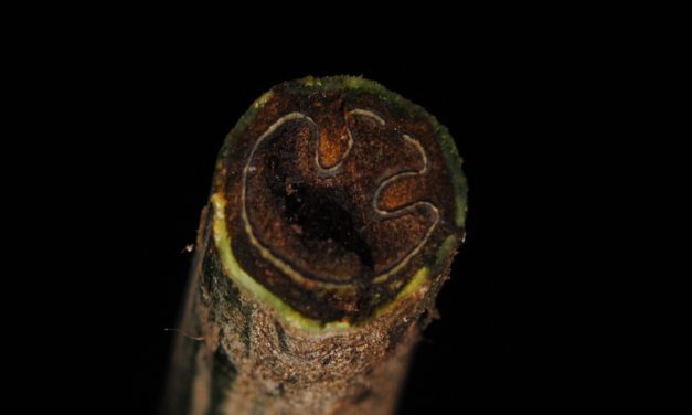 Pteris altissima