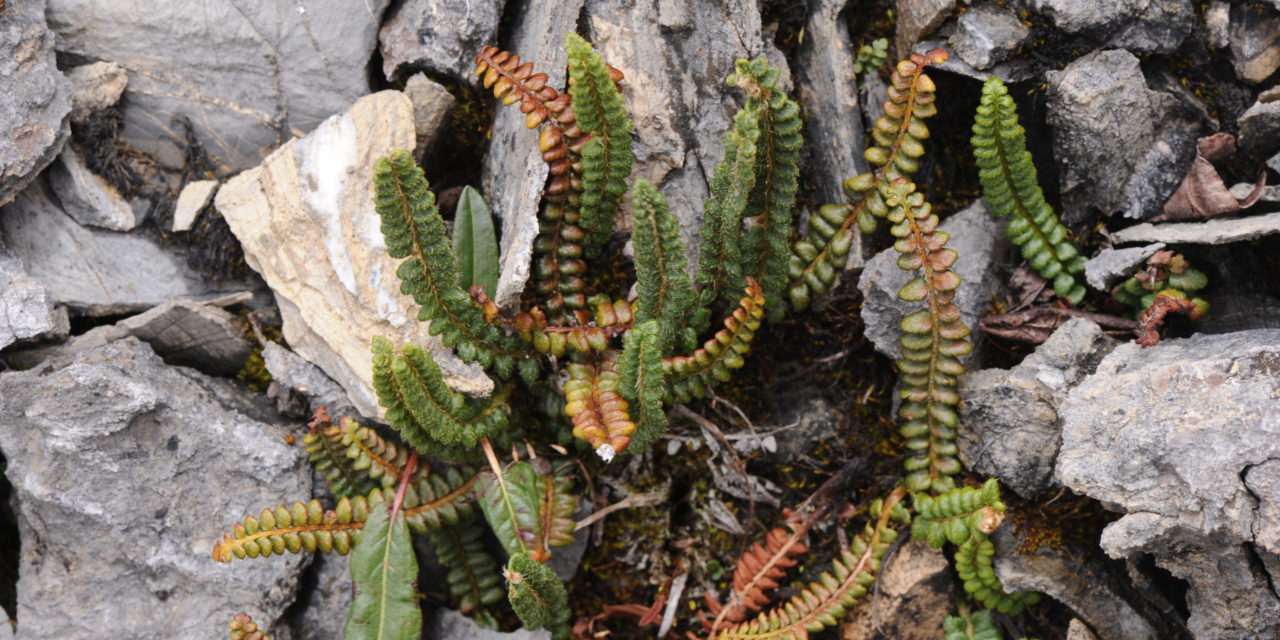 Sorolepidium glaciale (Polystichum glaciale)