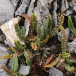 Sorolepidium glaciale (Polystichum glaciale)