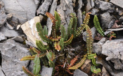Sorolepidium glaciale (Polystichum glaciale)
