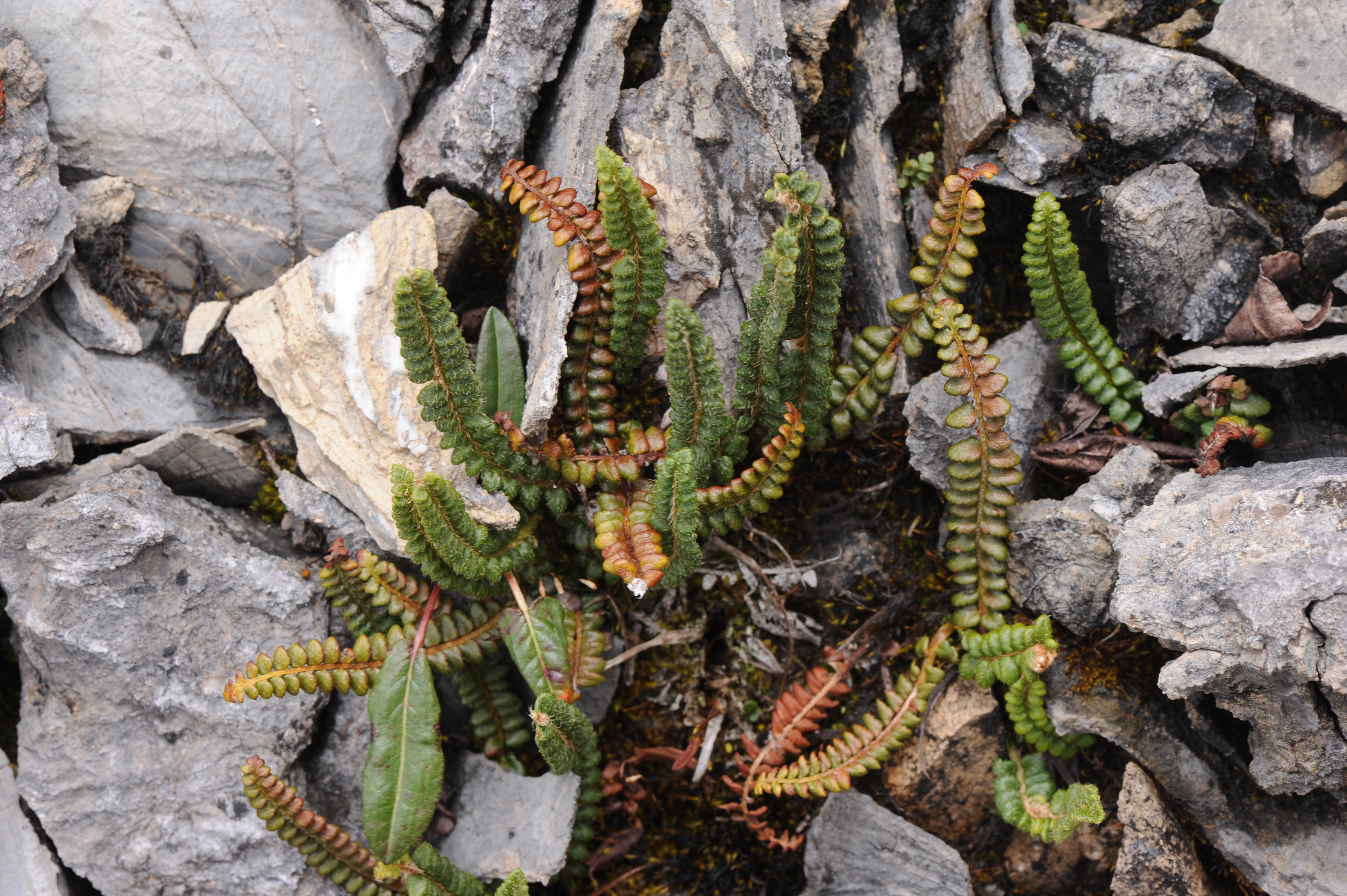 Sorolepidium glaciale (Polystichum glaciale)