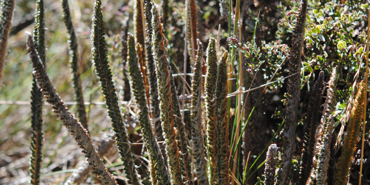 Polystichum lineare