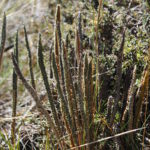 Polystichum lineare