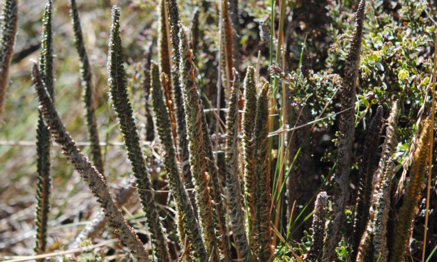 Polystichum lineare