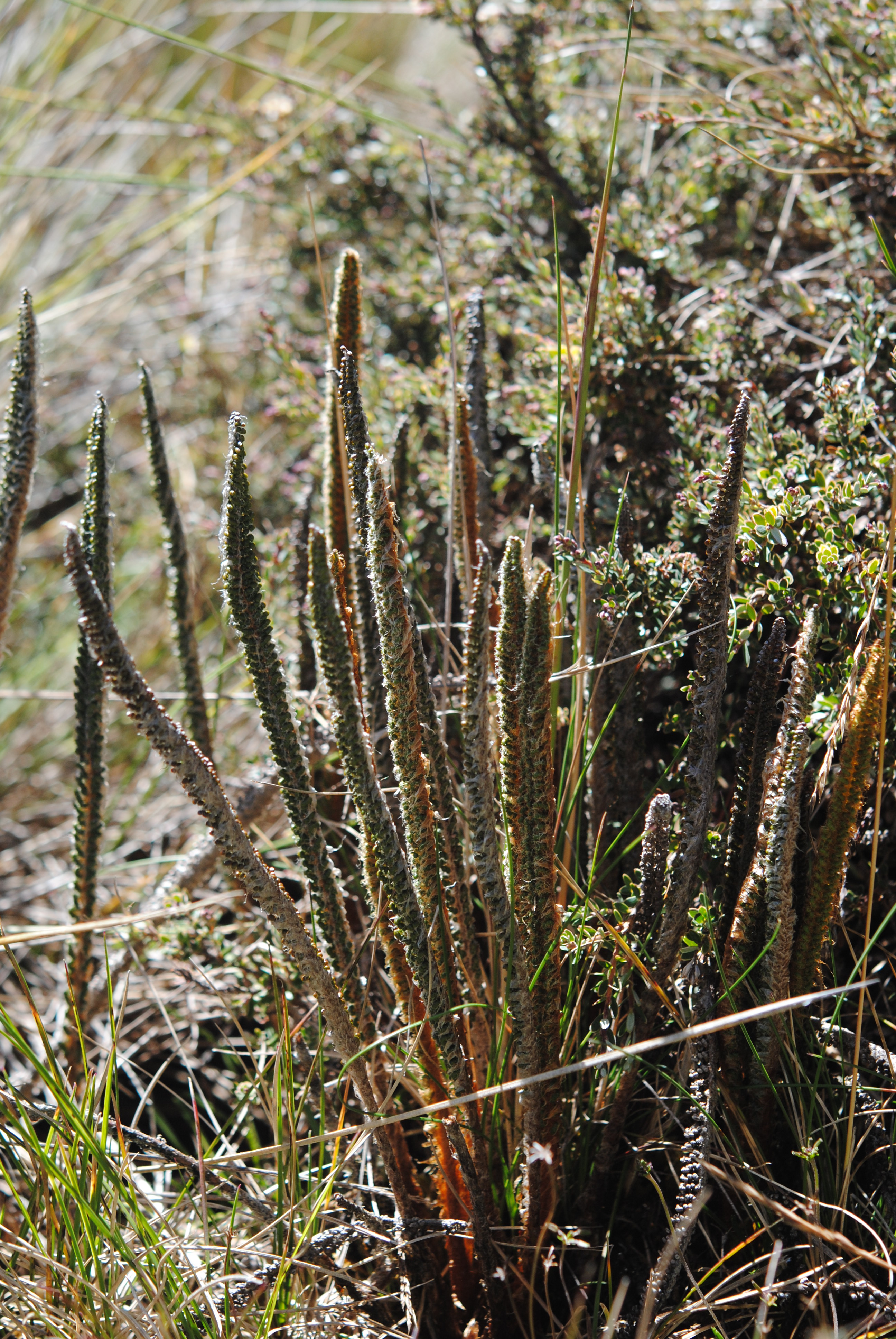 Polystichum lineare