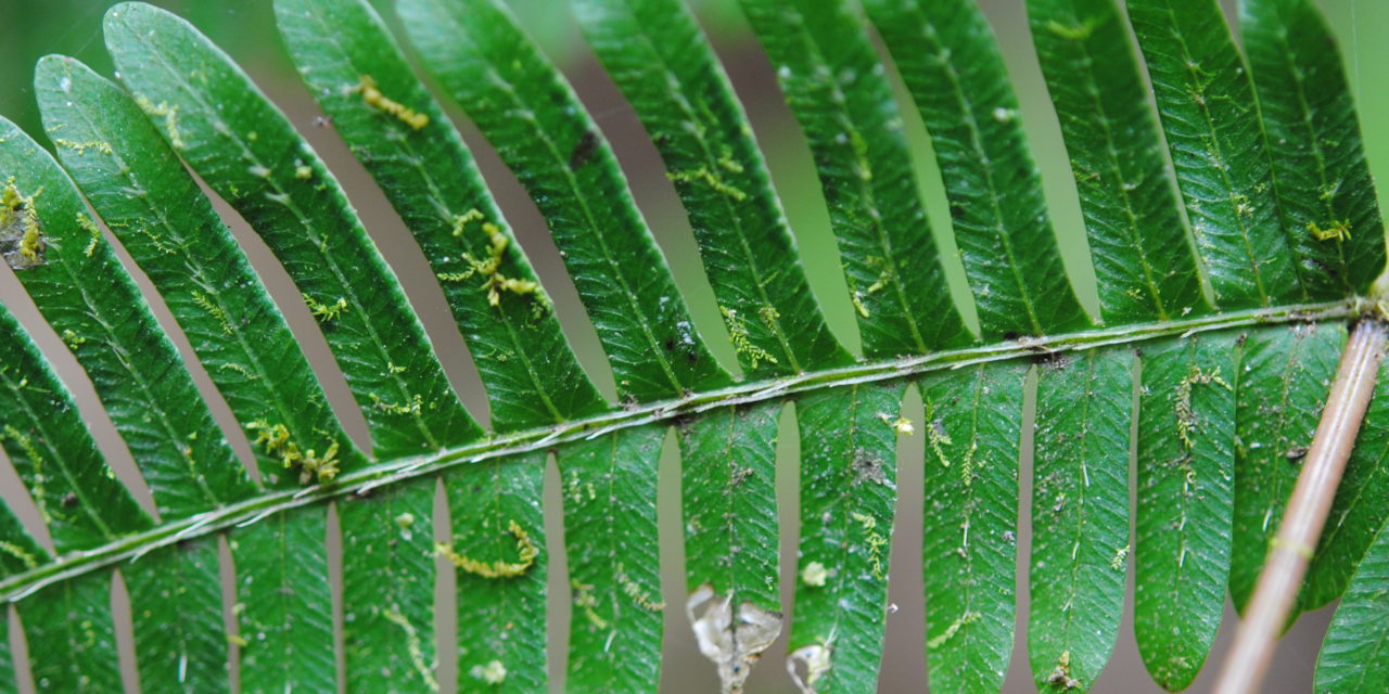 Pteris cf quadriaurita