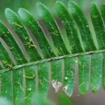 Pteris cf quadriaurita