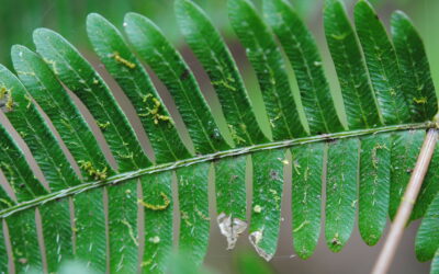 Pteris cf quadriaurita
