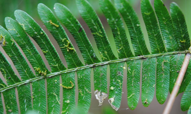 Pteris cf quadriaurita