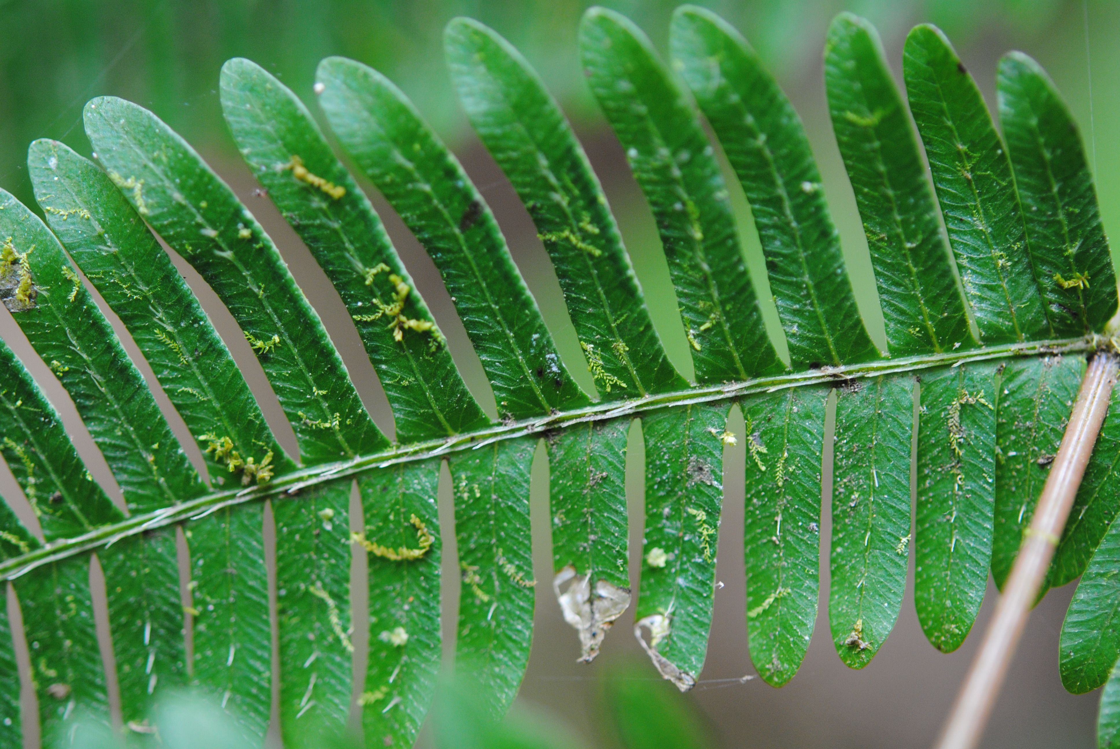 Pteris cf quadriaurita