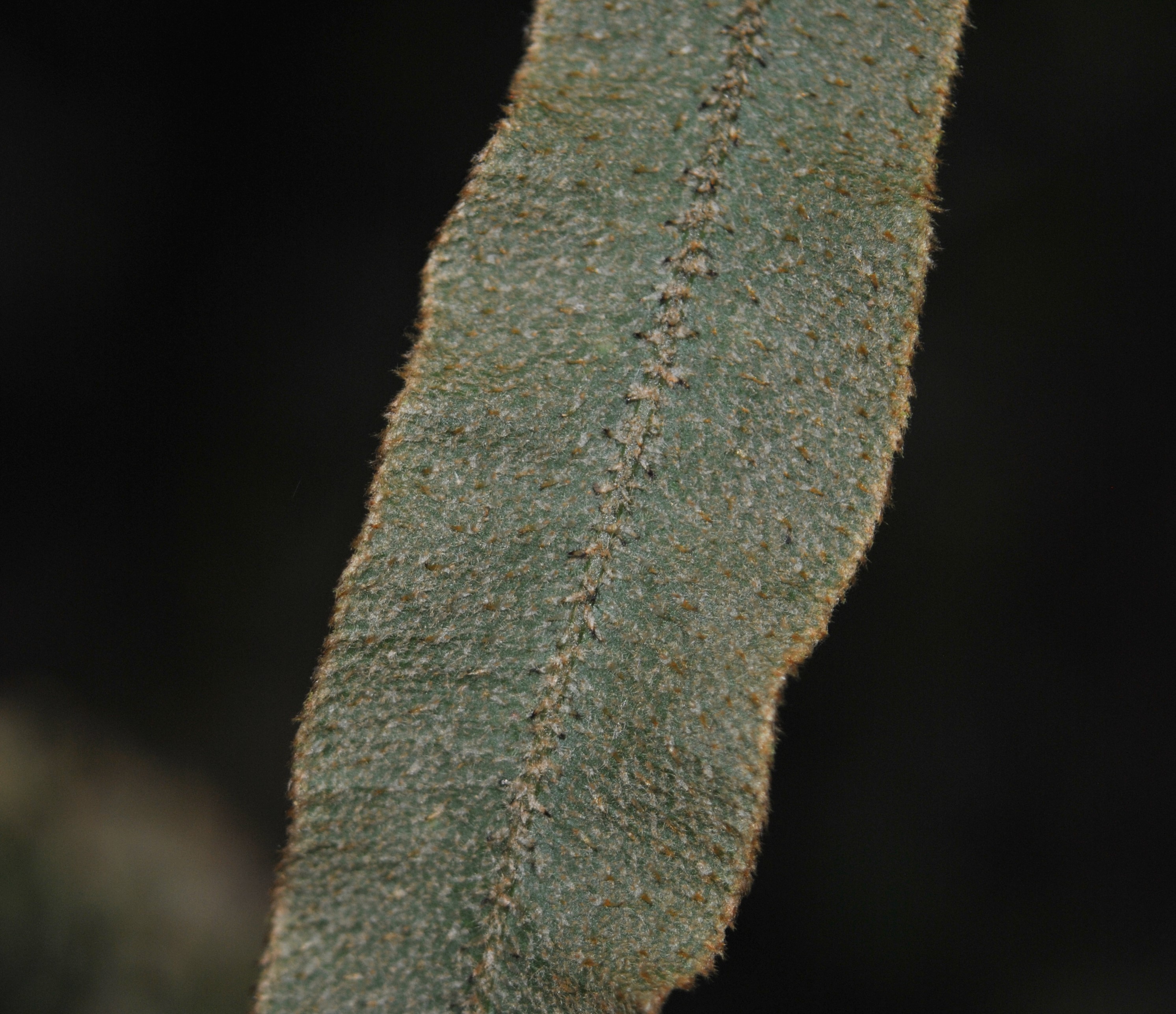 Elaphoglossum paleaceum