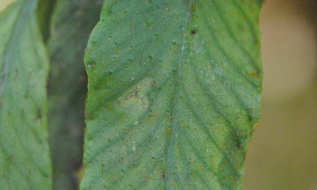 Elaphoglossum lanceum