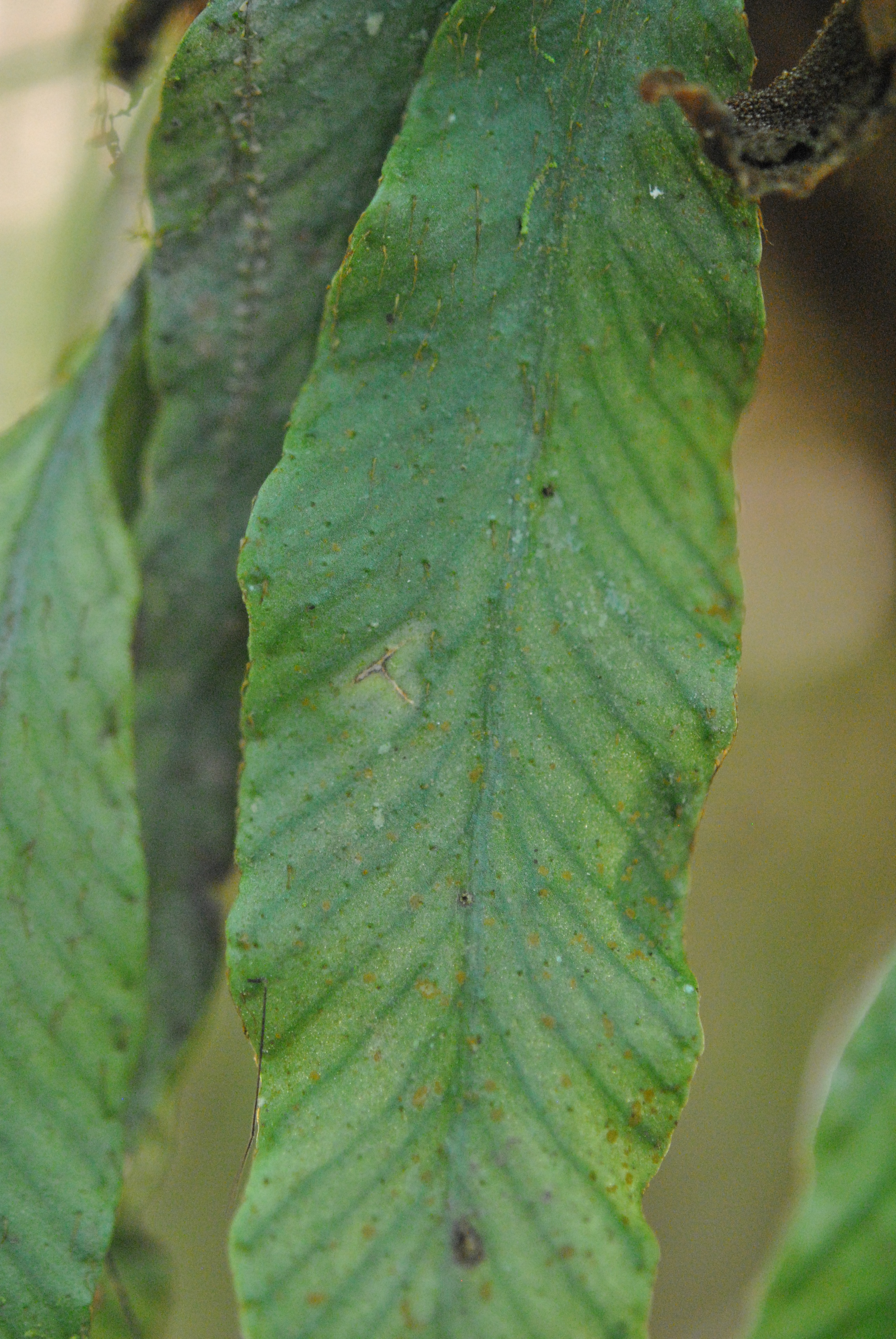 Elaphoglossum lanceum